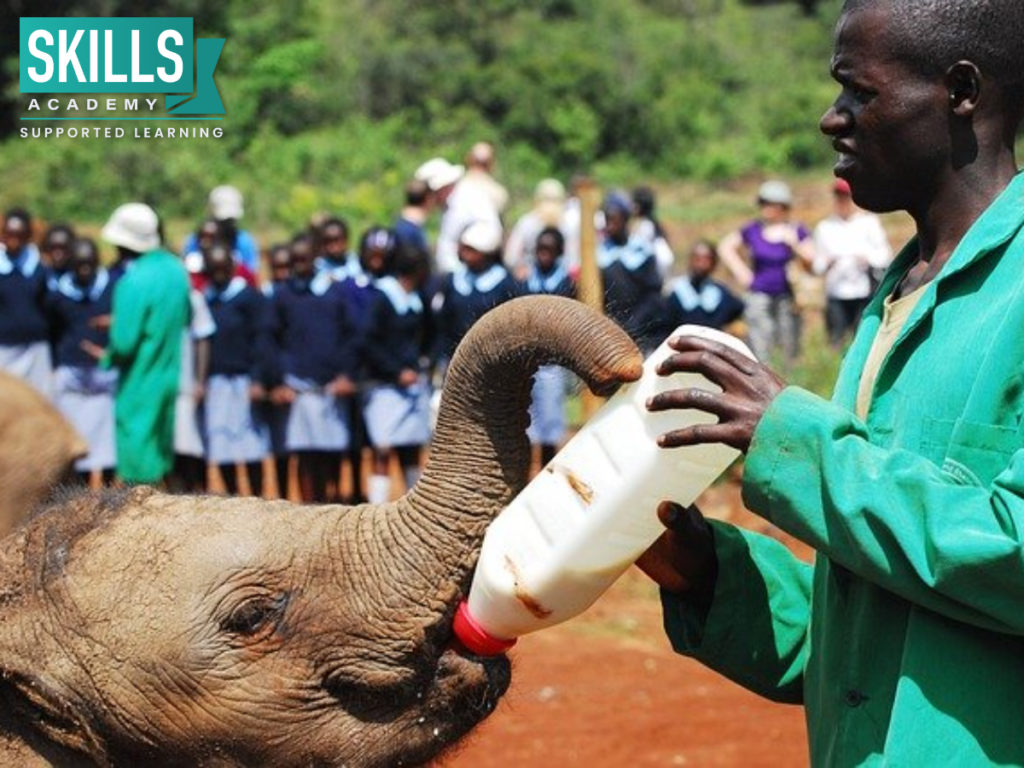 一个野生动物志愿者喂养一只小象。参与保护和找出志愿者在假期里可以帮助你的事业。